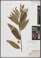 Salix burjatica Nasarow